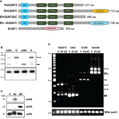 An Unusual U2AF2 Inhibits Splicing and Attenuates the Virulence of the Human Protozoan Parasite Entamoeba histolytica